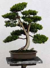 Bonsai Eibe