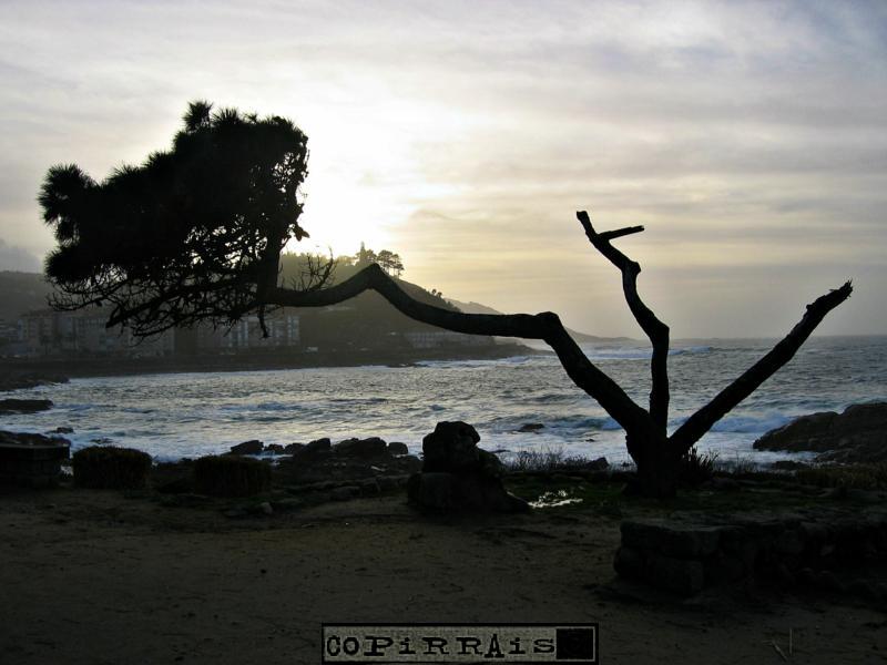 Bonsai en Baiona, Pontevedra