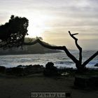 Bonsai en Baiona, Pontevedra