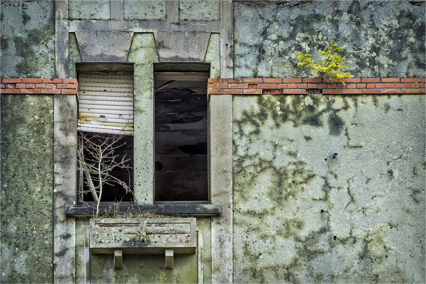 bonsai-fenster