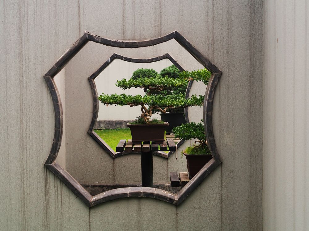 Bonsai (Framed II)