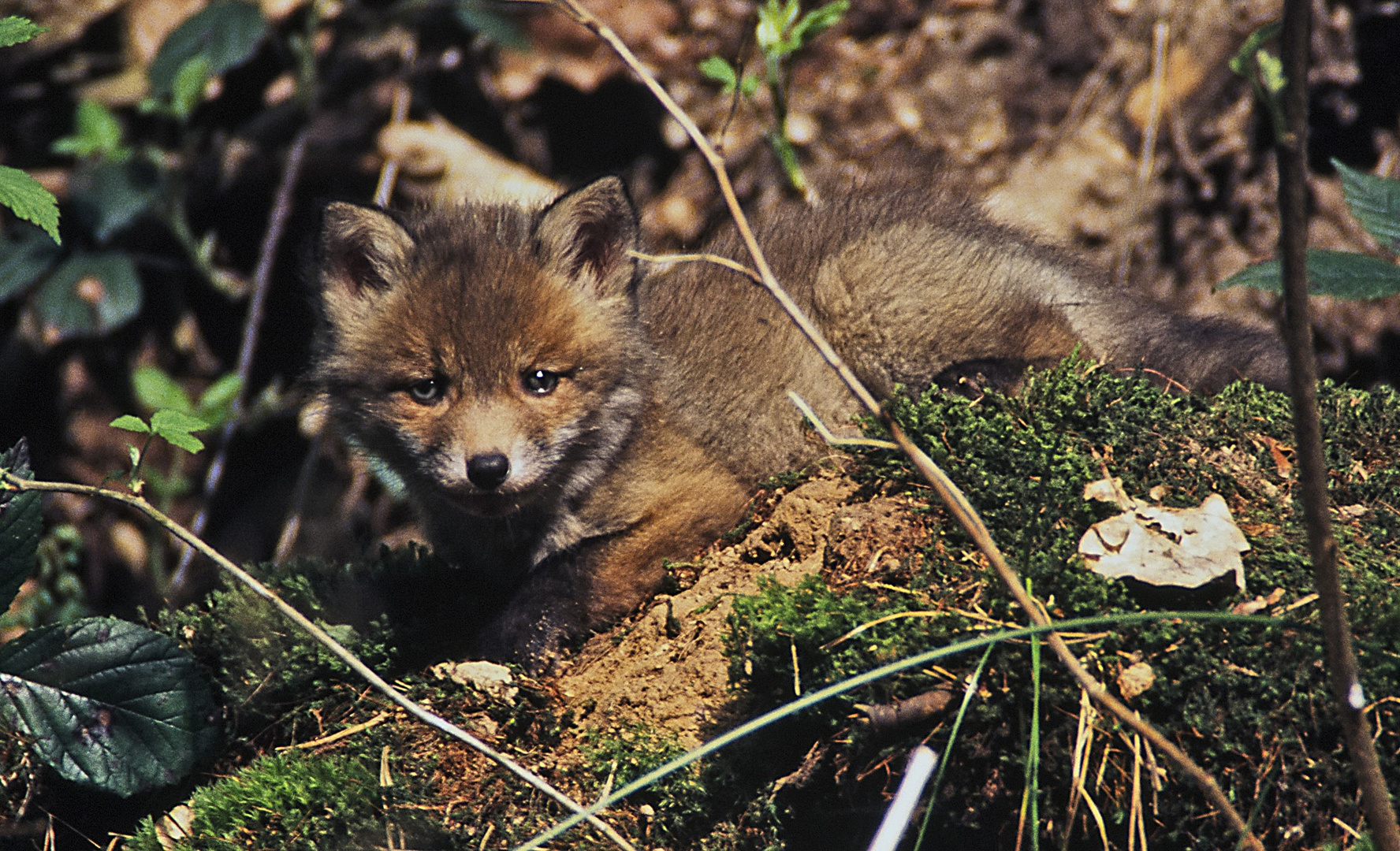 Bonsai Fuchs 