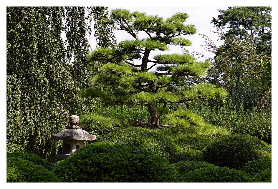 Bonsai für Große