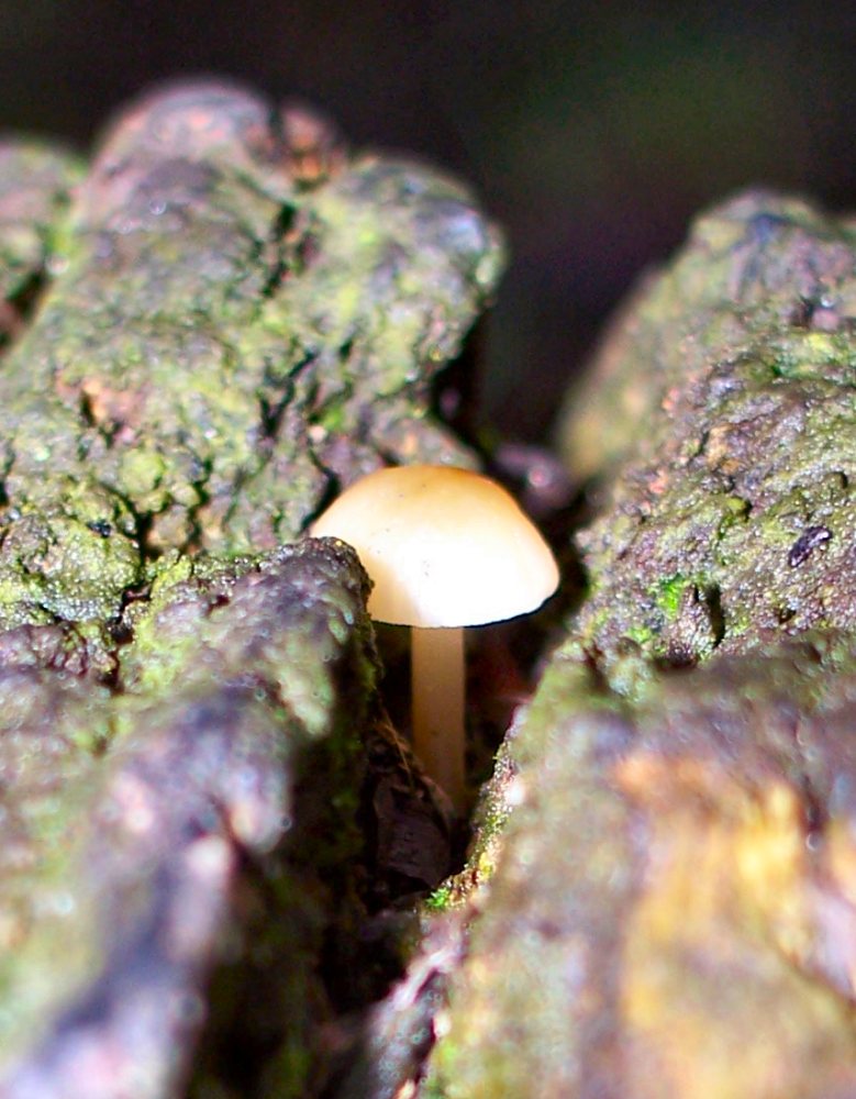 Bonsai Fungi