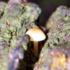 Bonsai Fungi