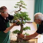 Bonsai - Gestaltung