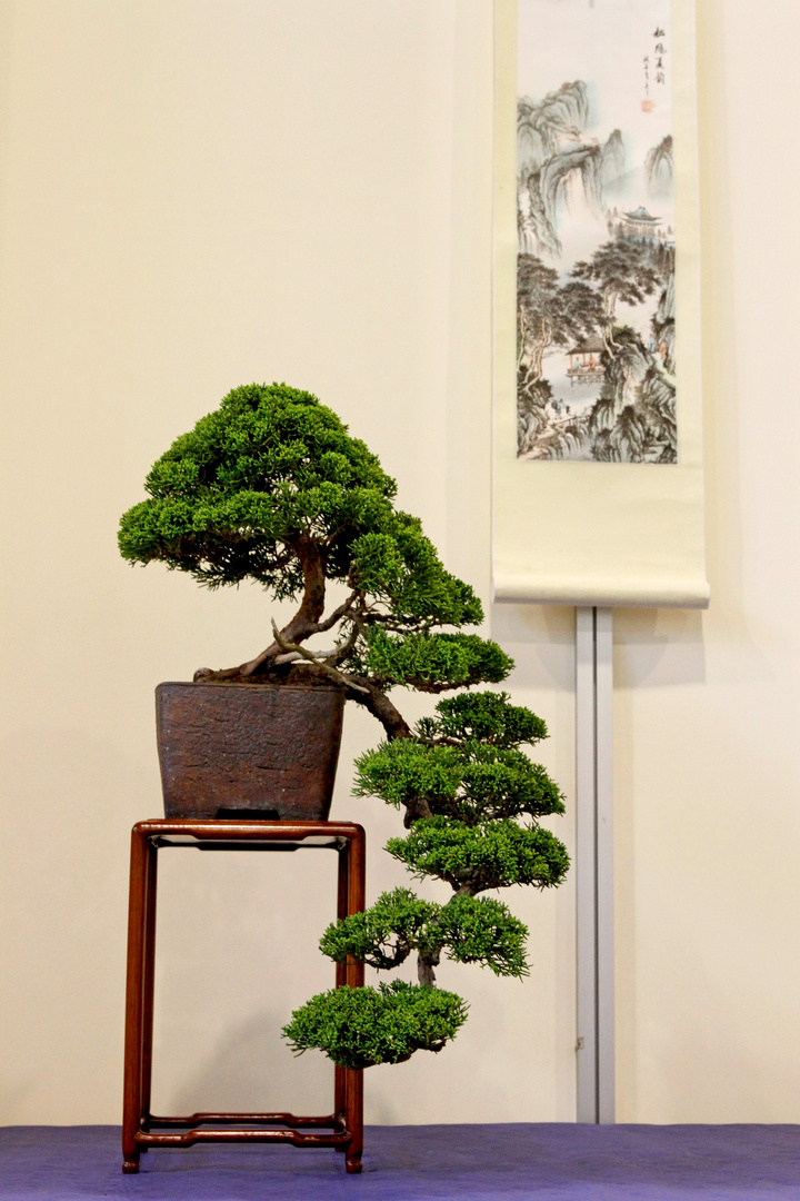 bonsai ginepro