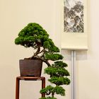 bonsai ginepro