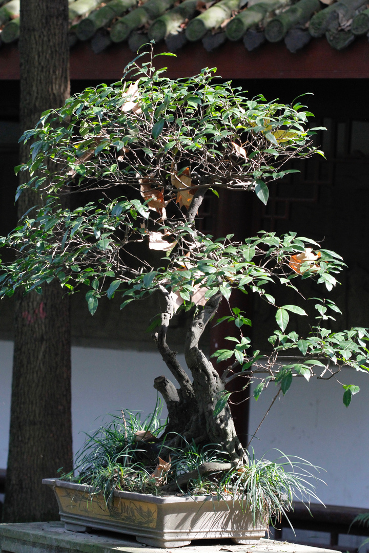 Bonsai (I)