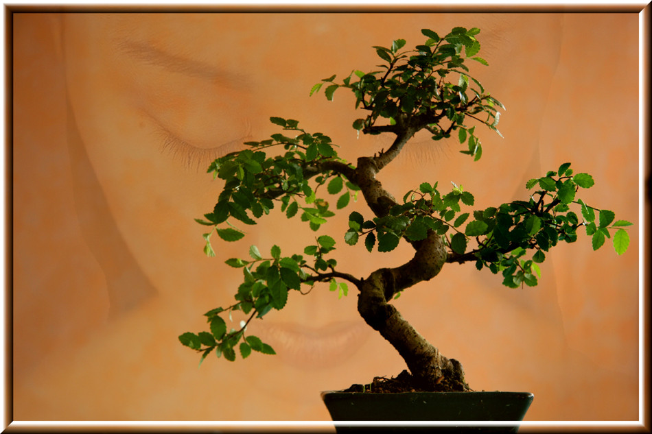 Bonsai II