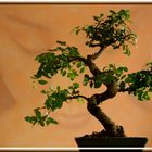 Bonsai II