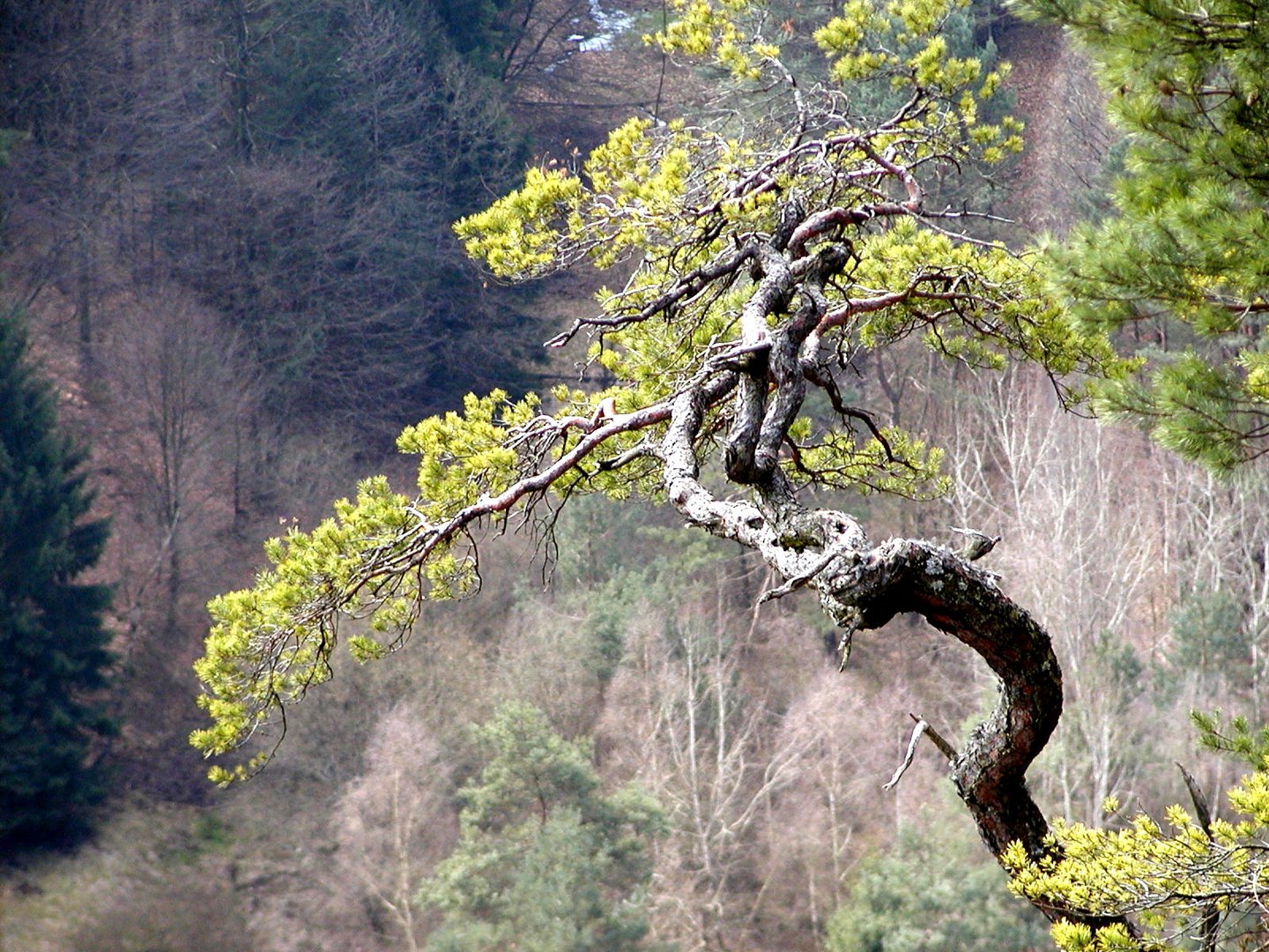 "Bonsai" im Dahner Felsenland