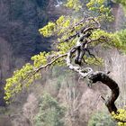 "Bonsai" im Dahner Felsenland