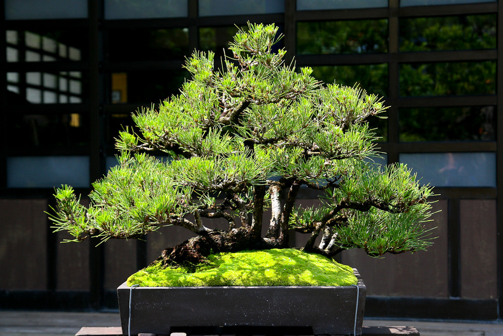 Bonsai im EPCOT Orlando