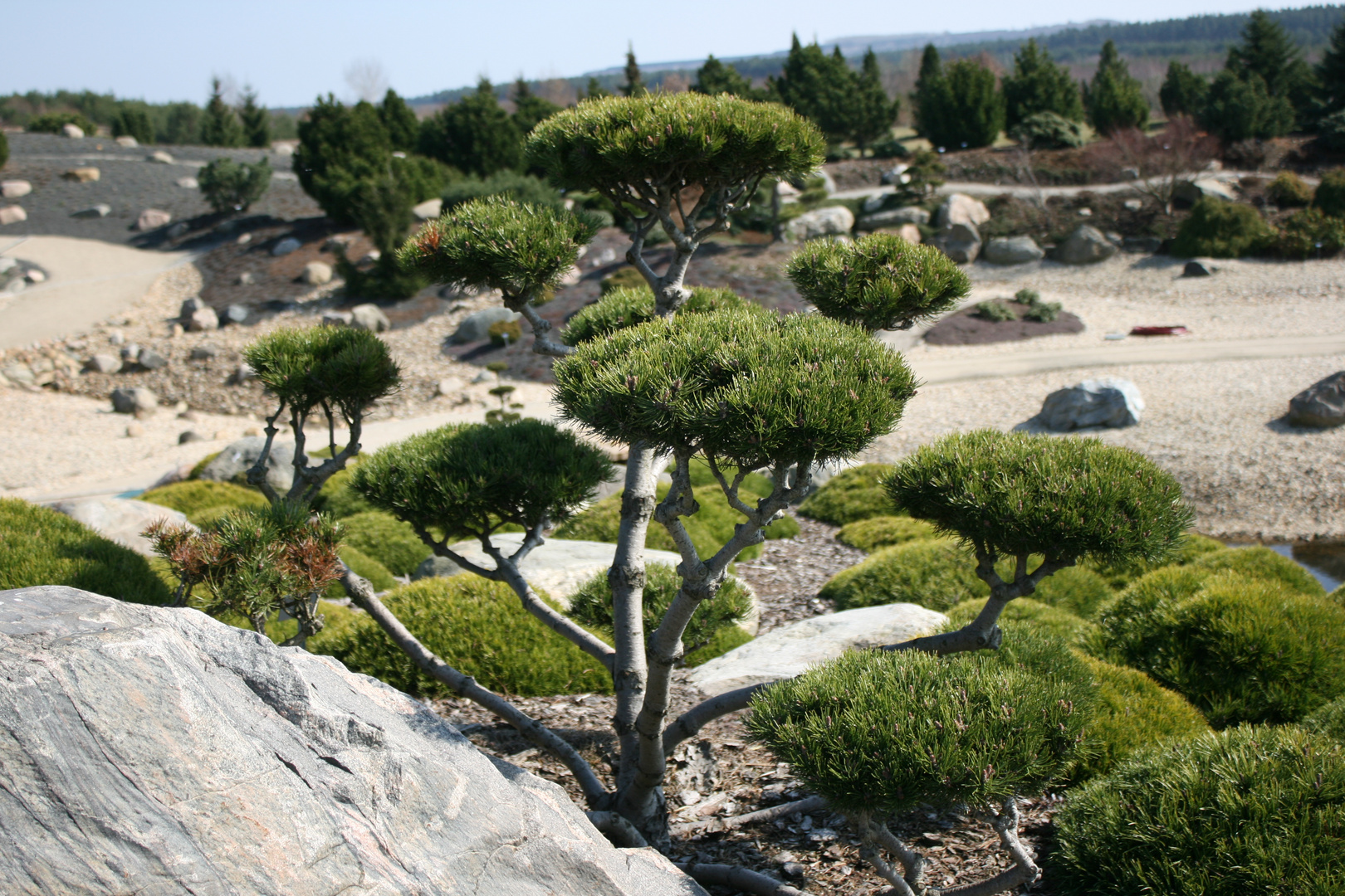 Bonsai im Findlingspark Nochten (Lausitz)