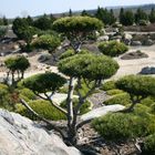 Bonsai im Findlingspark Nochten (Lausitz)