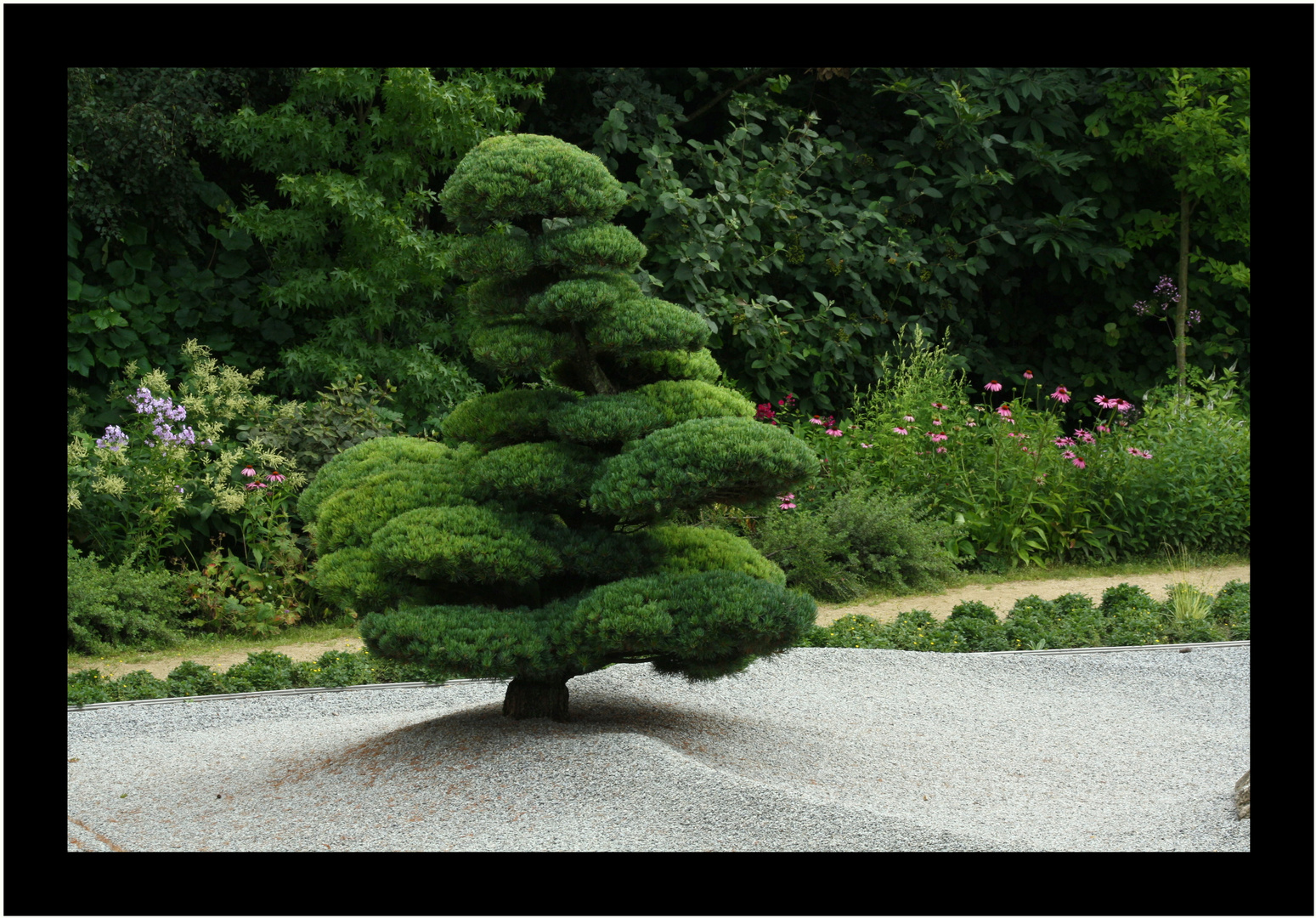 Bonsai im Großformat