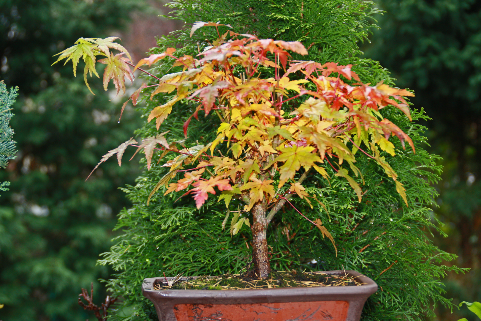 Bonsai im Herbstkleid