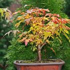 Bonsai im Herbstkleid