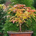 Bonsai im Herbstkleid