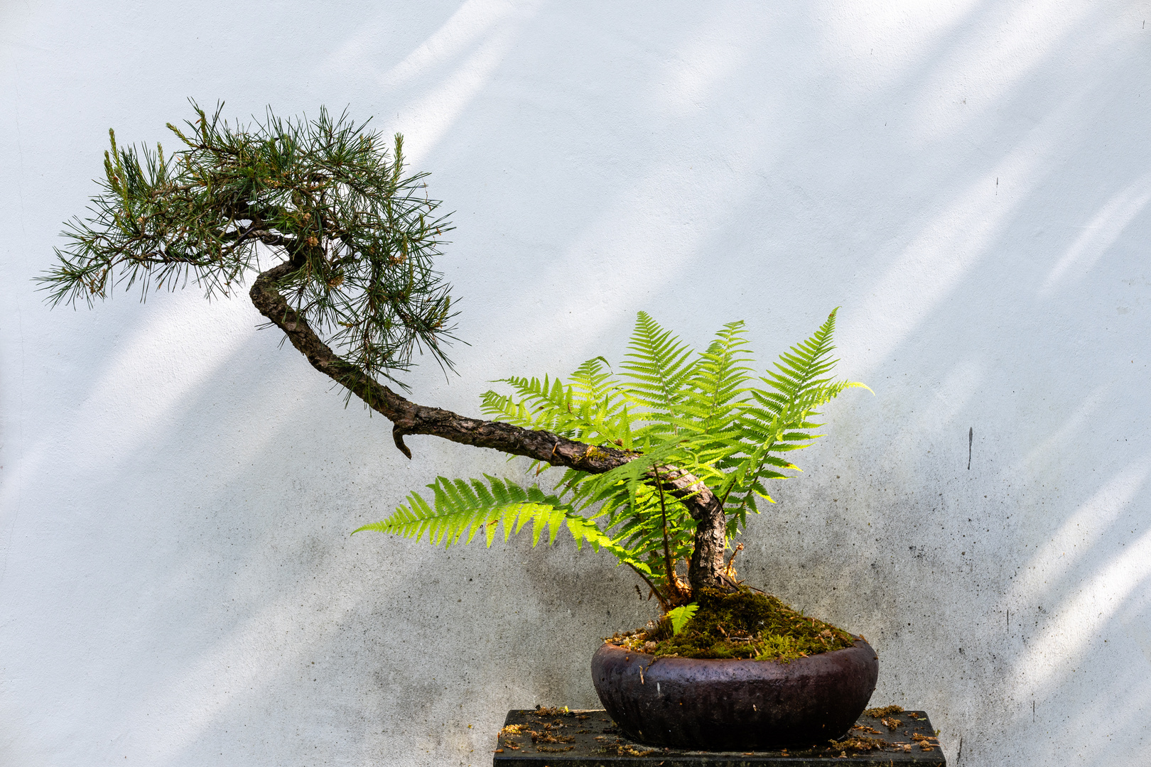 Bonsai im Licht