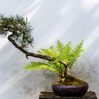 Bonsai im Licht