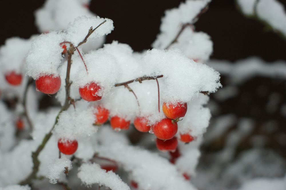 Bonsai im Schnee