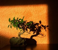 Bonsai im Sonnenuntergang