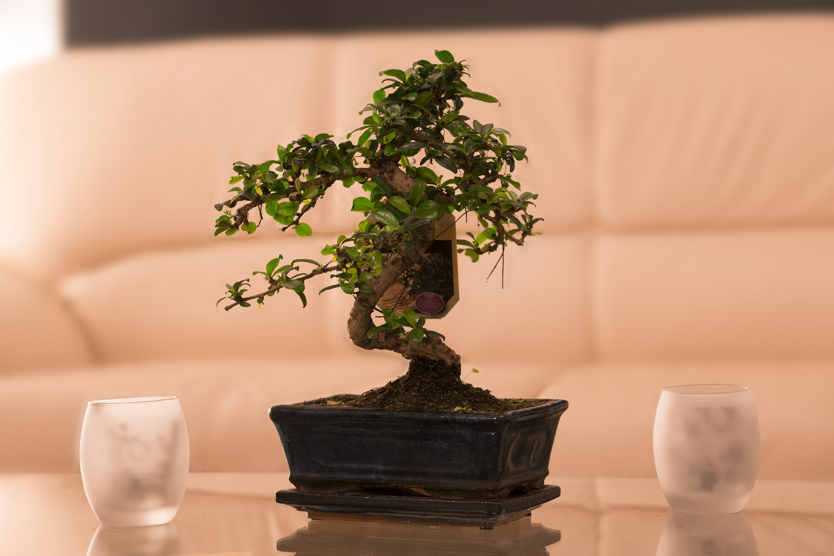 Bonsai im Wohnzimmer