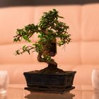 Bonsai im Wohnzimmer