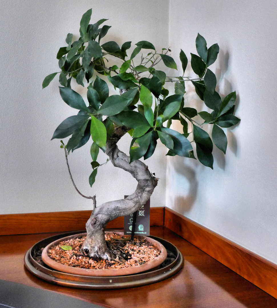 Bonsai in der Ecke