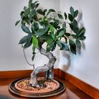 Bonsai in der Ecke