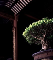 Bonsai in einem Chinesische Medizin Zentrum