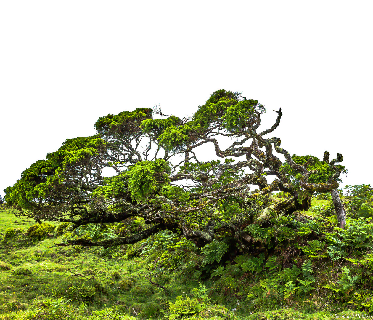 Bonsai in Groß