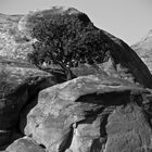 Bonsai in the desert