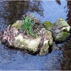 Bonsai-Insel