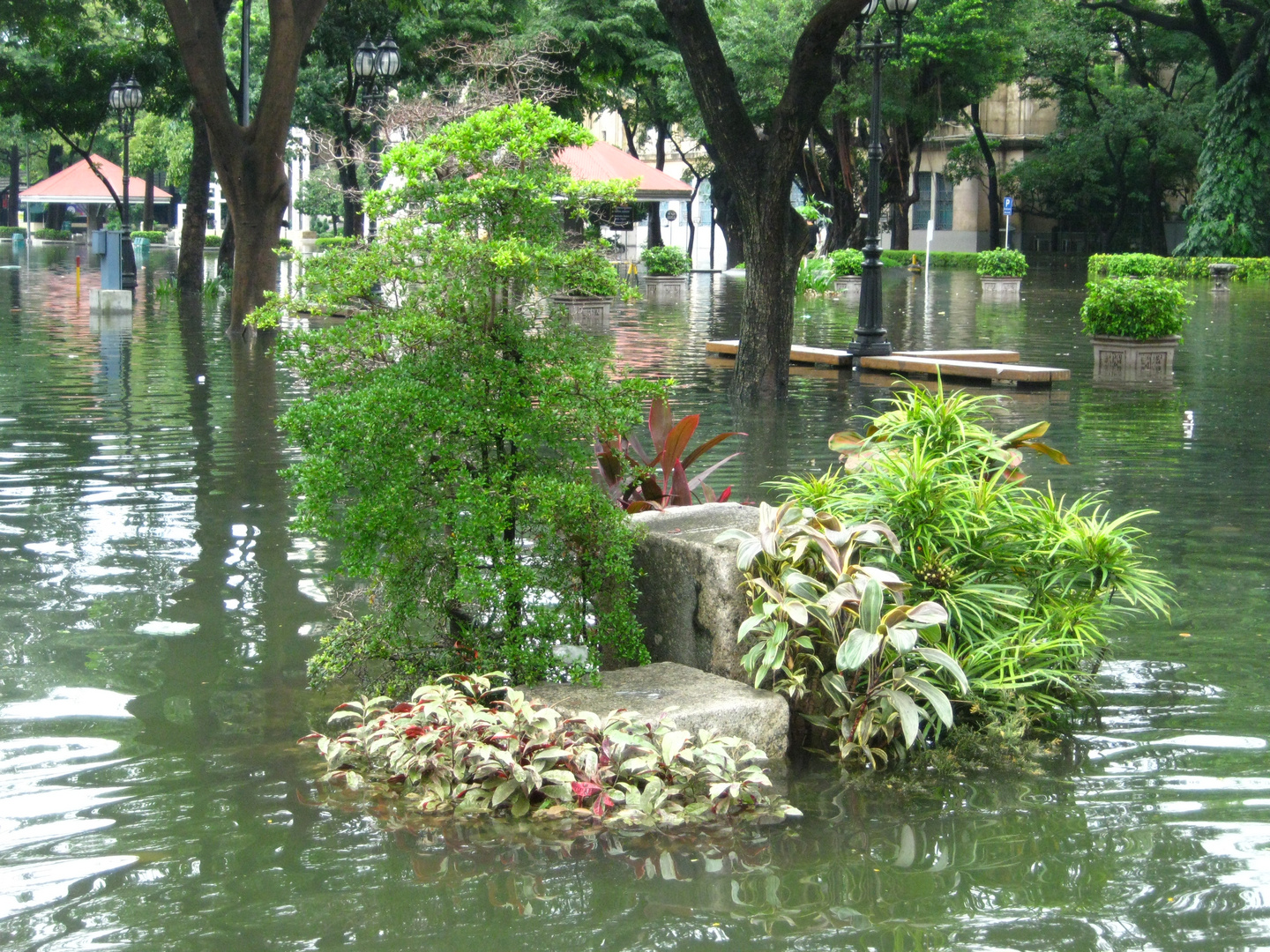 Bonsai Island