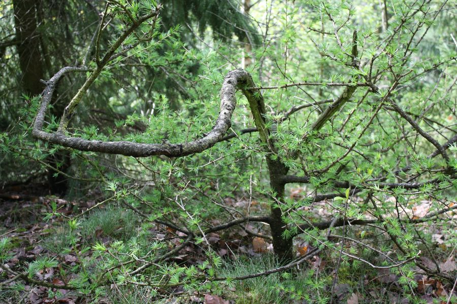 Bonsai Kiefer in freier Natur