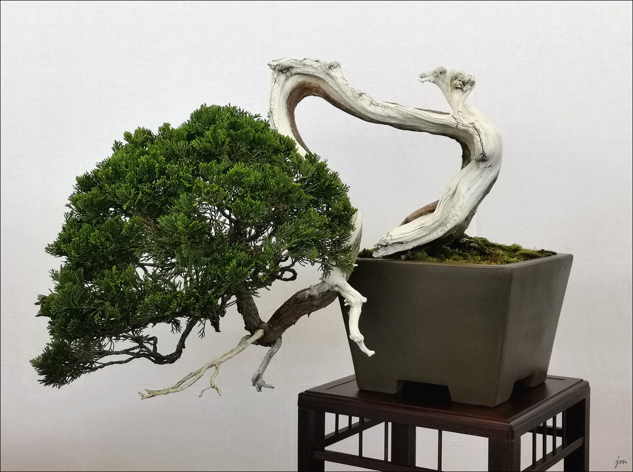 Bonsai - Kunst