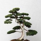 Bonsai- Kunstwerke 