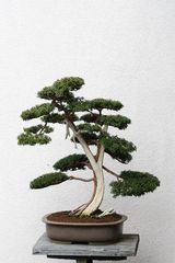 Bonsai- Kunstwerke 