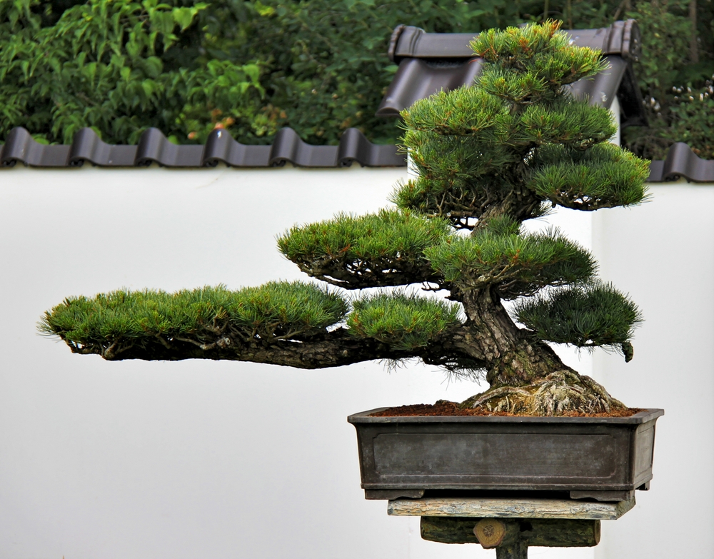 Bonsai Mädchen-Kiefer