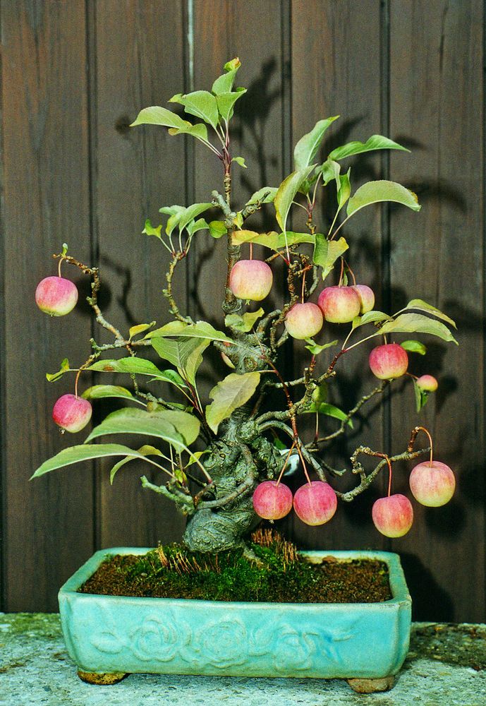 Bonsai Malus