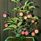 Bonsai Malus