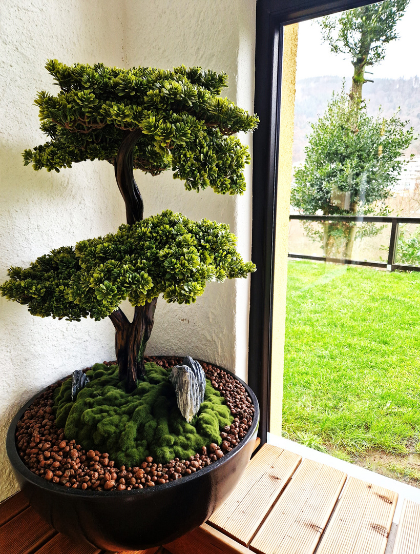 Bonsai mit Durchblick.