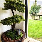 Bonsai mit Durchblick.