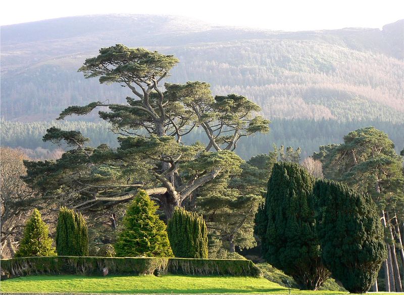 "Bonsai" (Muckross House)