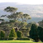 "Bonsai" (Muckross House)