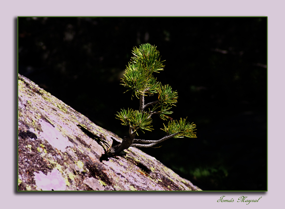 Bonsai Natural