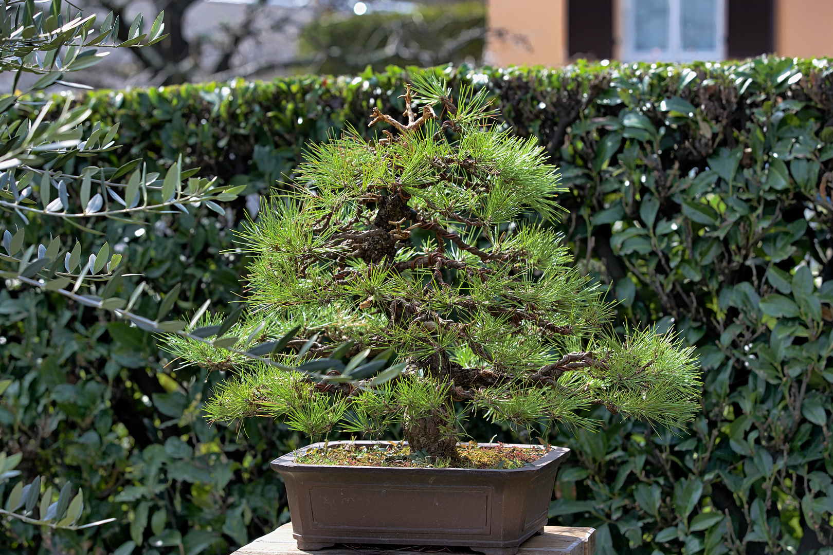 bonsai pino nero